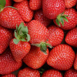 Frutillas frescas "TAMARA"    