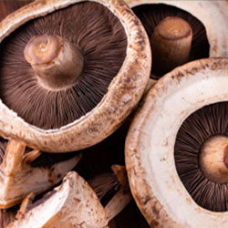 Portobello por kilo