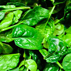 Espinaca granel hoja
