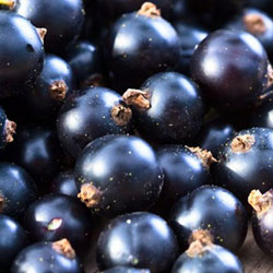 Cassis congelados IQF 
